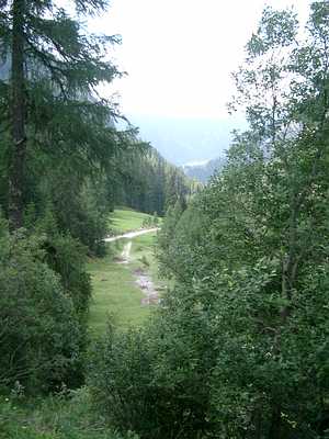 20. Swiss Alpine Davos - Bergauf durch den Wald