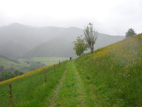 4. Panoramalauf Zweitälerland: Herrliche Passage durch blühende Wiesen