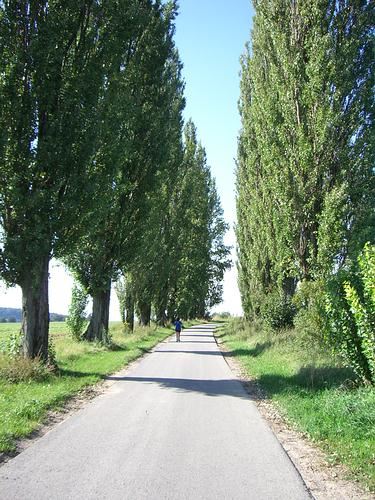 Pappelallee bei Hohenwettersbach