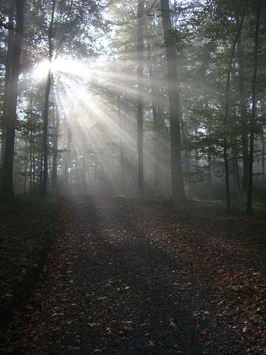 Aurora-Sonne im Bergwald