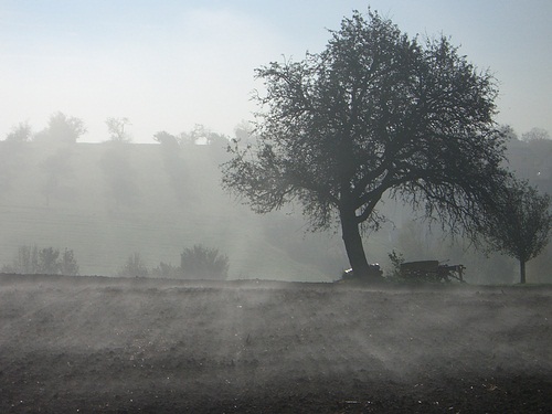 Bodennebel