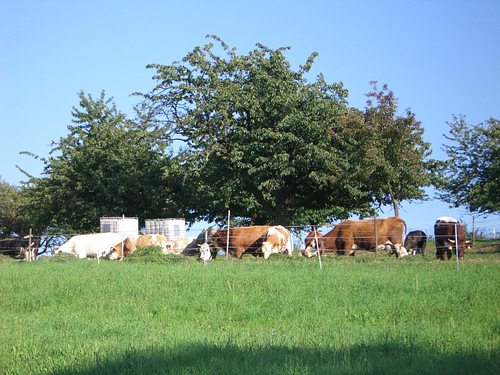 Ja, bei uns gibts sogar noch ein wenig Landwirtschaft