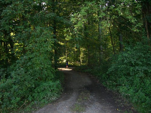 Ab in den Bergwald