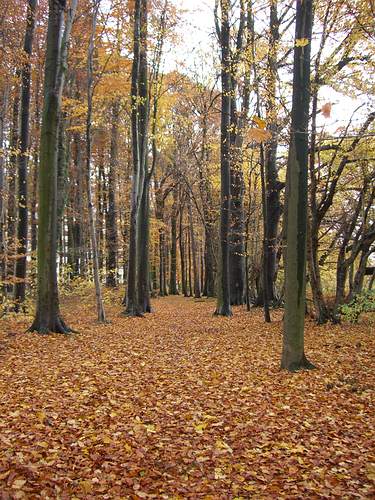 Durch den herbstlichen Wald Richtung Hohenwettersbach