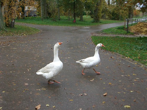 Auf dem Batzenhof haben einige Gänse St. Martin überlebt