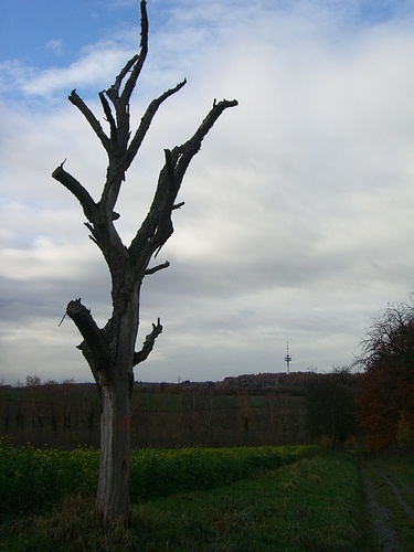 Ein Totempfahl auf dem Weg nach Hohenwettersbach?