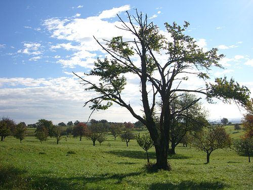 Obstbäume