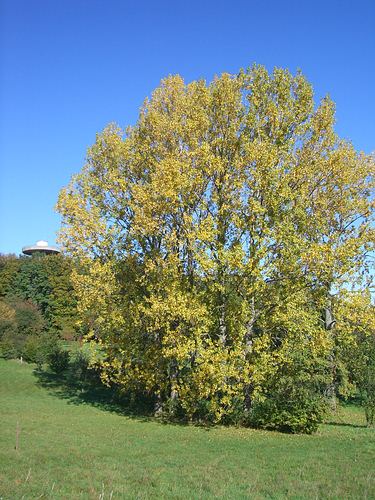 Blick vom Wolfartsweierer Weg zum Wasserturm Bergwald