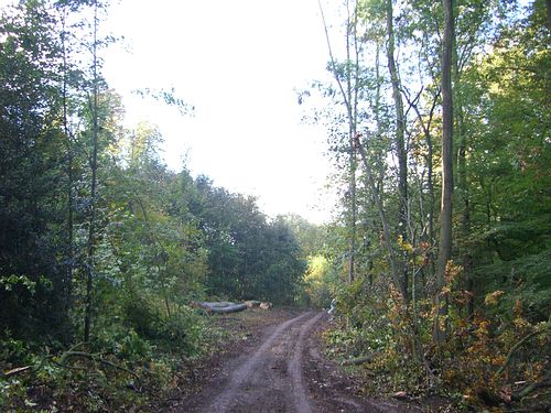 Baumstmme am Wegesrand