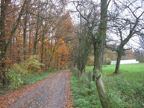 Am Waldrand entlang zum Grenzweg