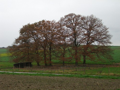 Baumgruppe beim Lamprechtshof