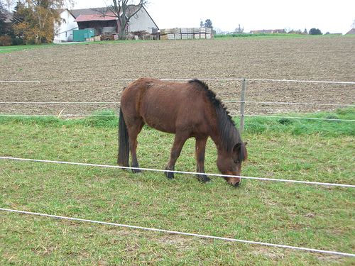 Pferde auf der Weide