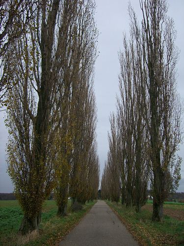 Pappelallee Richtung Thomashof