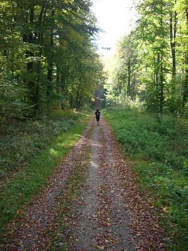 Jetzt kommen wir gleich wieder aus dem Wald heraus