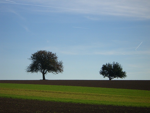 Dunkle Bume vor grngelbem Streifen