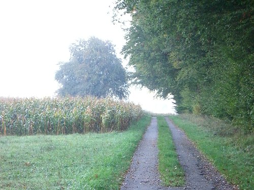 Immer am Wald entlang