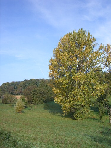 Kurz vor dem Wassertum beim Bergwald