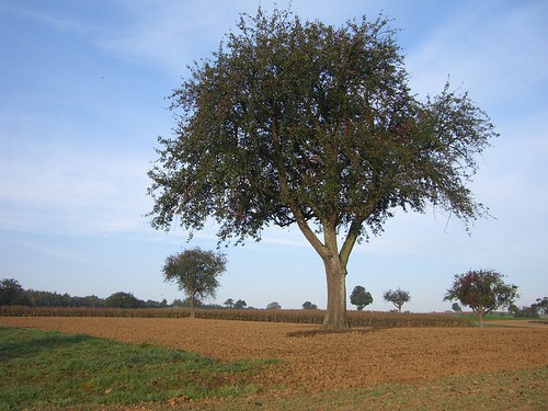 Einsamer Baum