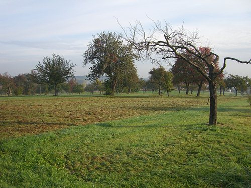 Streuobstwiesen bei Stupferich