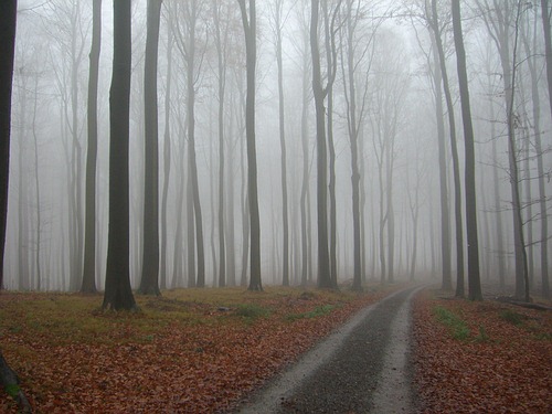 Mein Buchenwald im Nebel