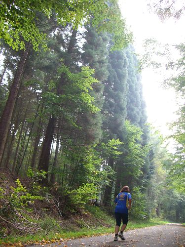 Riesenlebensbume am Fallbrunnenweg